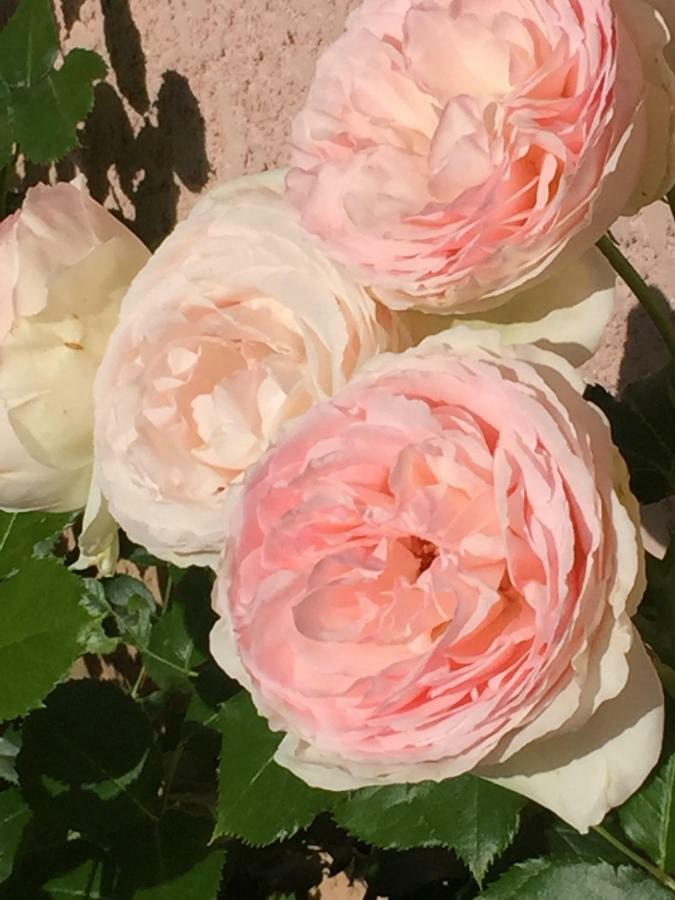 Rose Garden Studio Giverny Extérieur photo