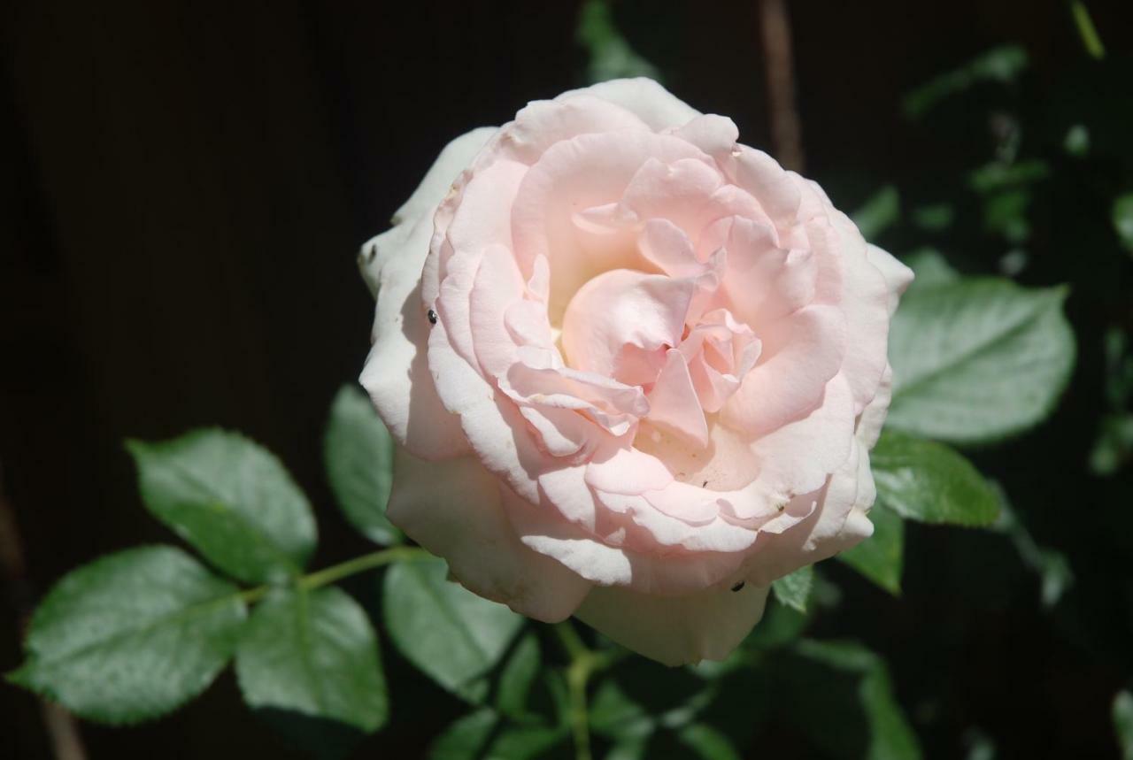 Rose Garden Studio Giverny Extérieur photo